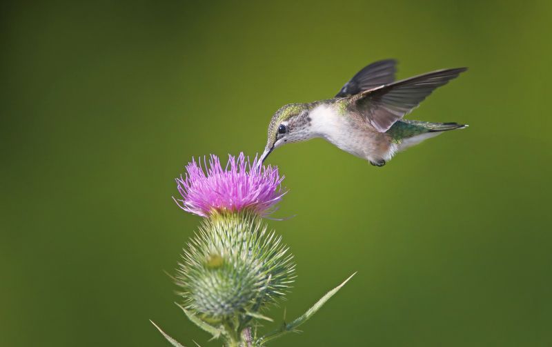 Нектар репейникаphoto preview