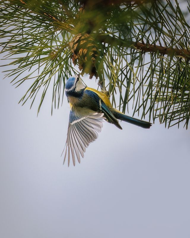 Лазоревка и шишки фото превью