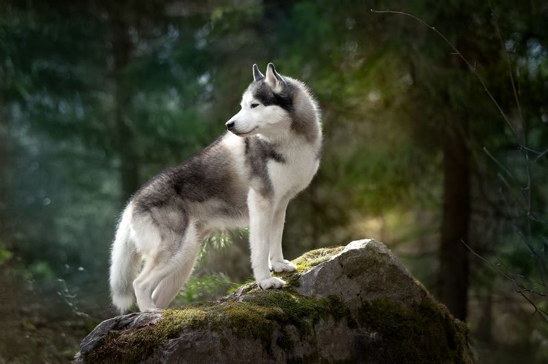 Помскиphoto preview