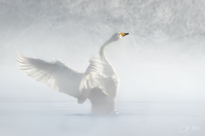 лебедь, алтай, алтайский край, лебедь-кликун, озеро светлое, swan, swans На крыльях зимы фото превью