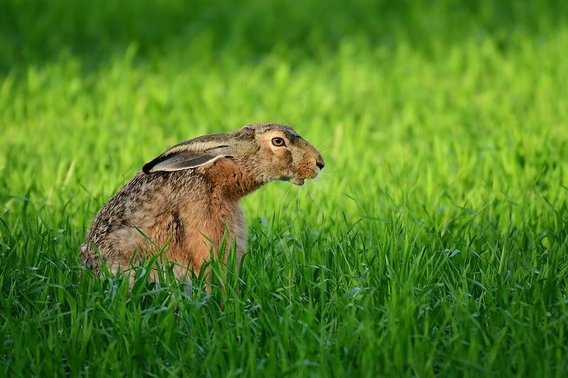 Зайцыphoto preview