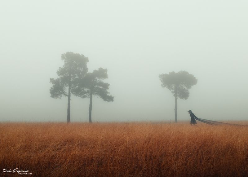 black widow/черная вдоваphoto preview