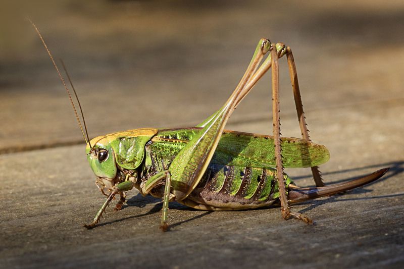 Женщина кузнечика)photo preview