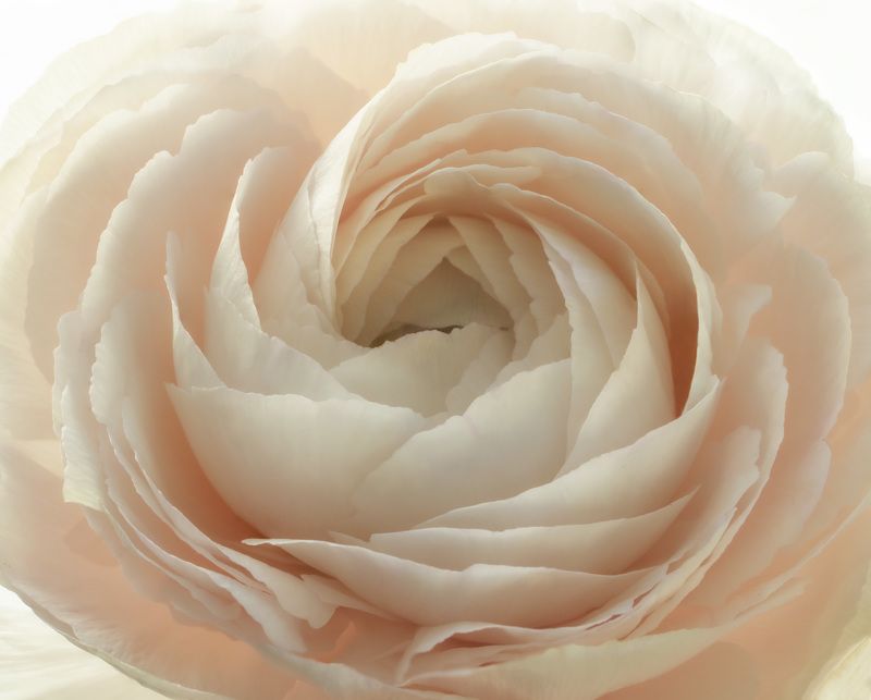 Лютикphoto preview