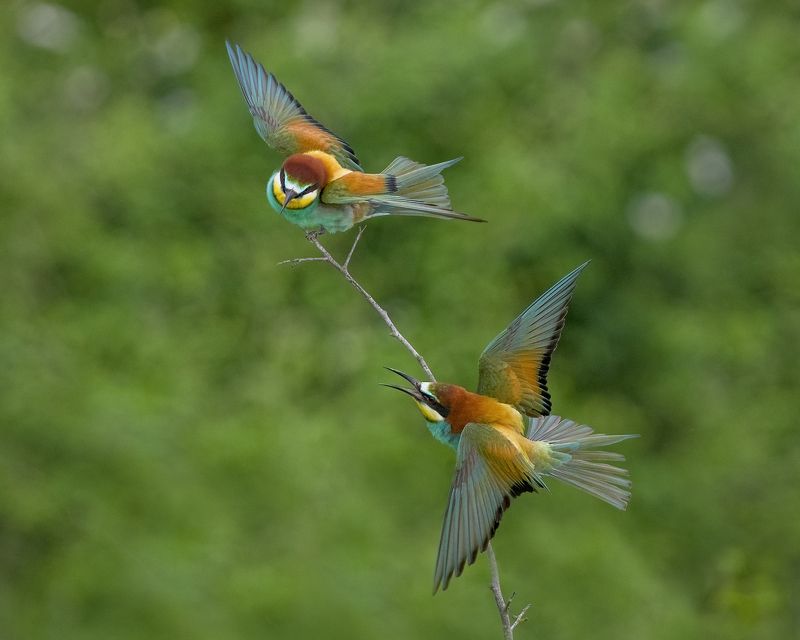 Щуркиphoto preview