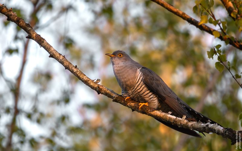 Весенняя кукушка..photo preview