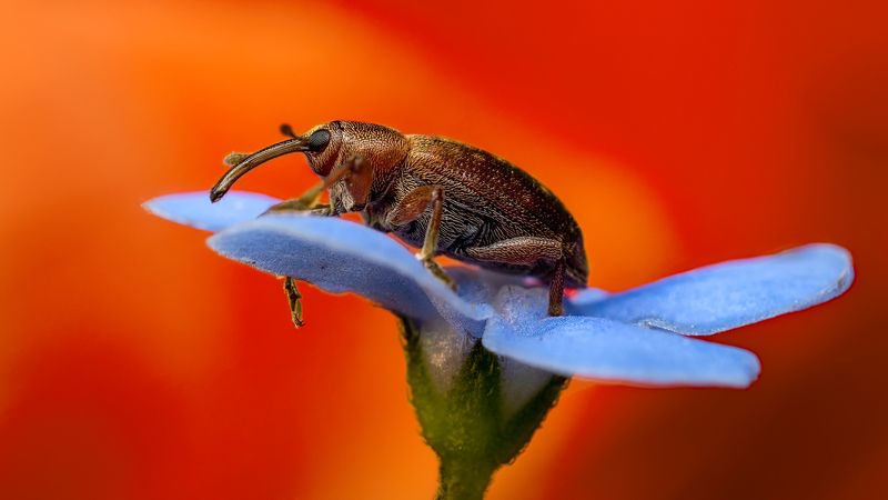 Долгоносик.photo preview