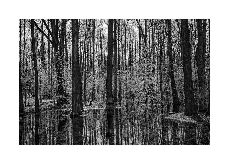 Весенний лесphoto preview