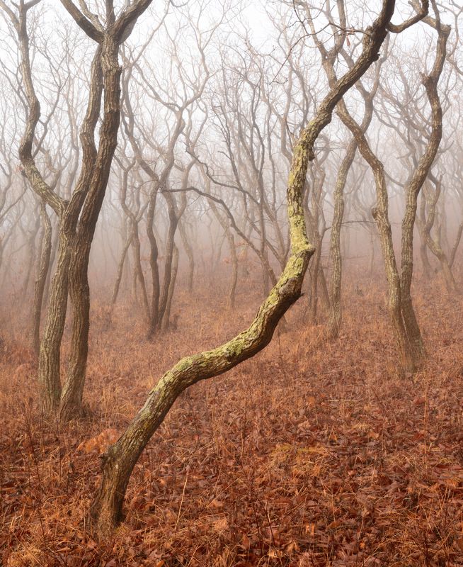 приморье Королевство кривых.photo preview