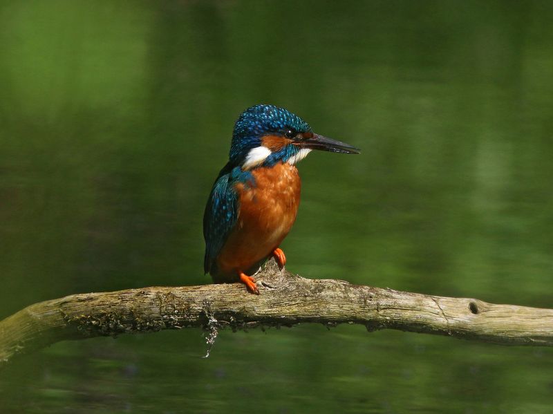 зимородок, обыкновенный зимородок, alcedo atthis, common kingfisher, kingfisher Зимородокphoto preview