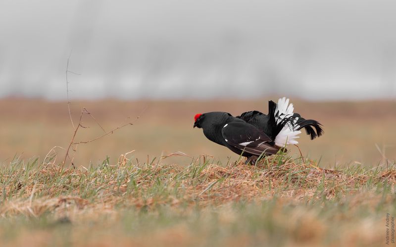Токующий тетерев. Весна 2024photo preview