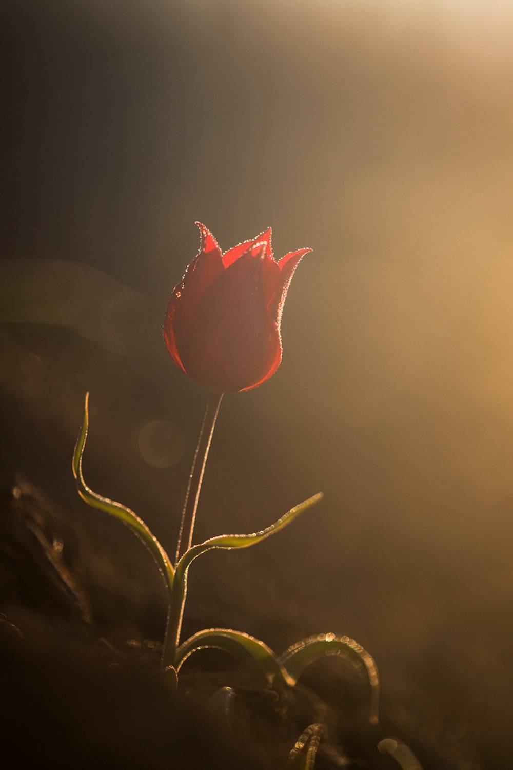 Красный тюльпан. Автор: Илья Михеев , Илья Михеев