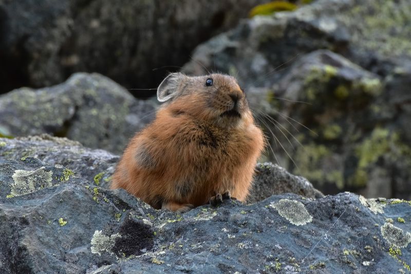 россия, алтай, горный алтай, осень, животные, зайцеобразные, алтайская пищуха, камни Пищухи на Алтаеphoto preview