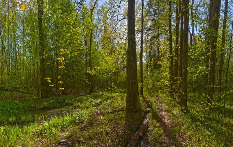 Майский контражурphoto preview