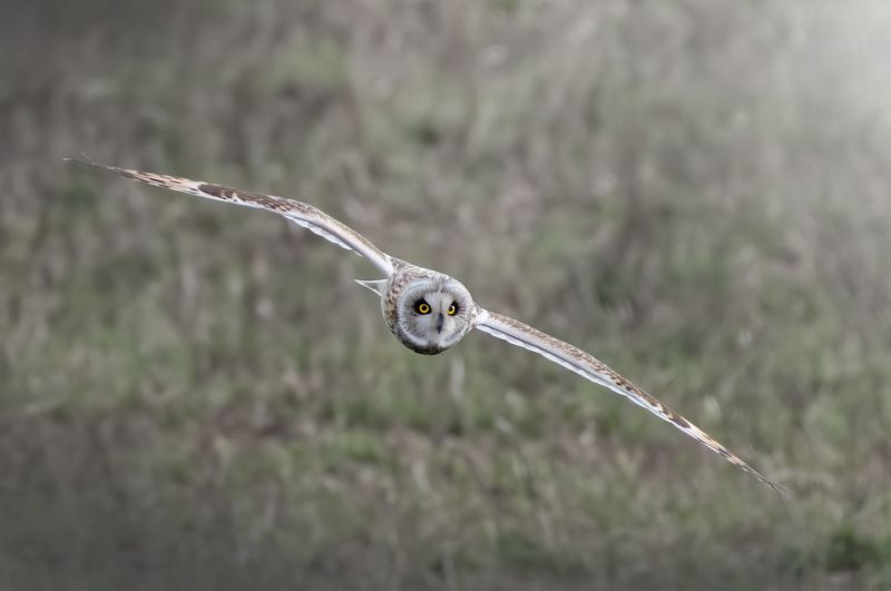 Болотная Сова Asio flammeusphoto preview