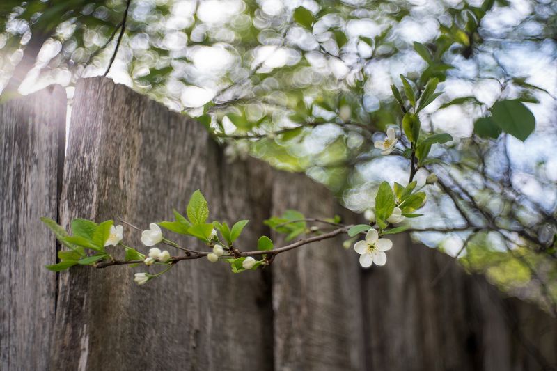 цветение, вишня, природа, весна, цветы, белый Белое кружево вишниphoto preview