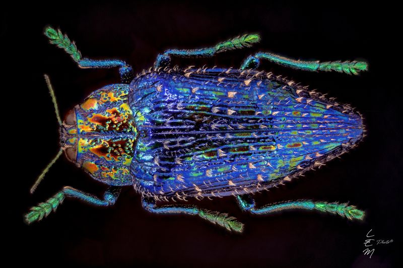 polibothris, sumptuosa, gema, bug, coleoptera, blu, jewel Polibothris sumptuosa gema (Klug, 1833)photo preview