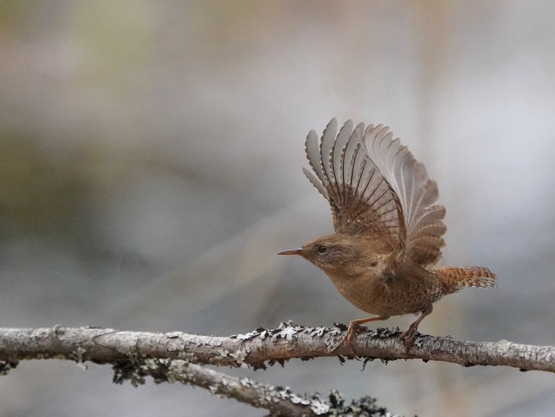 Шустрик фото превью