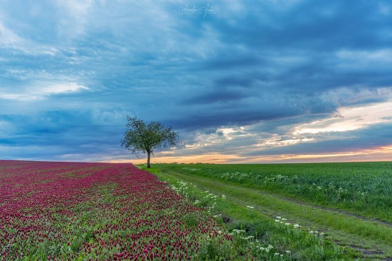 spring, moravia, sony, bloom, trees, czech, bohemia, field, tuscany, green, grass, red Spring in Moraviaphoto preview