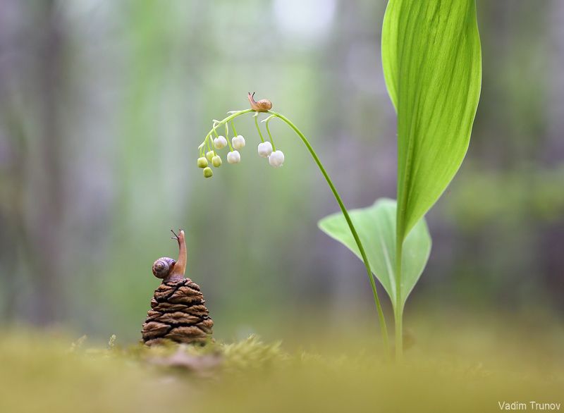 улитка, ландыш *** фото превью