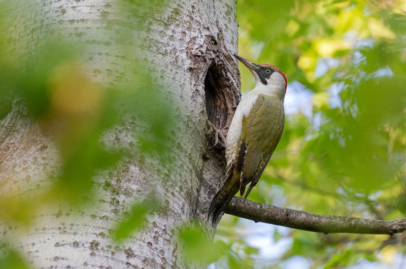 птицы, дятел, зелёный дятел, фотоохота, природа, весна, лето Зелёный дятелphoto preview