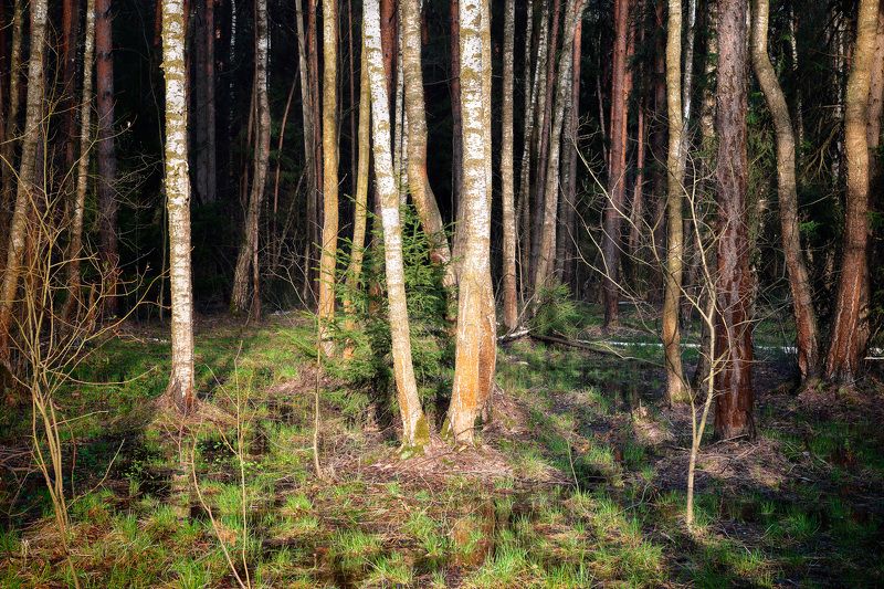 В весеннем лесуphoto preview