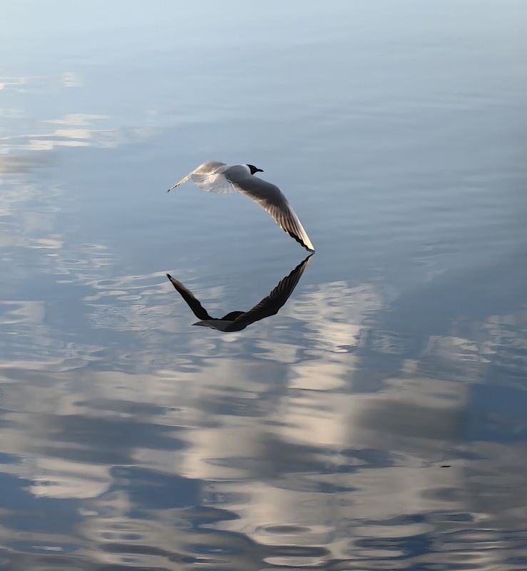 птица, чайка Красивый полётphoto preview