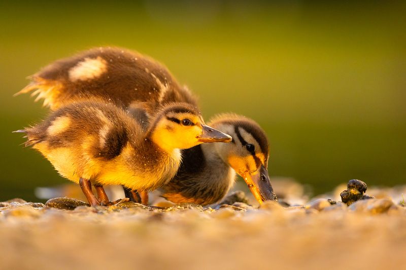 Ducklingsphoto preview