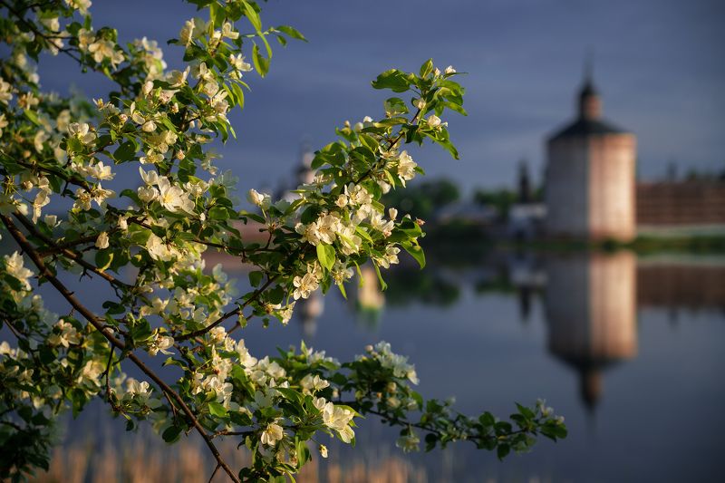 кирилло-белозерский монастырь, кириллов, вологодская область, май, весна Цветущий майphoto preview