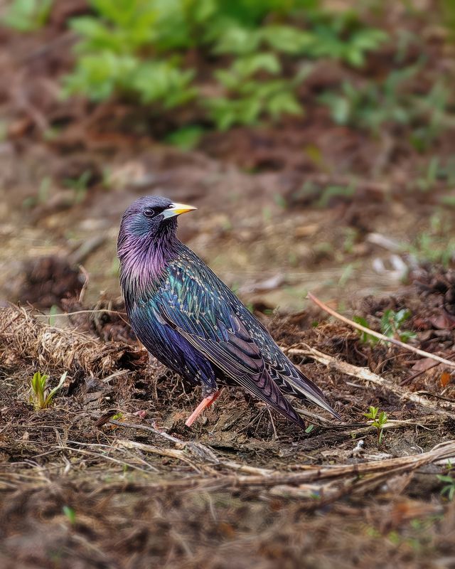 Скворец фото превью