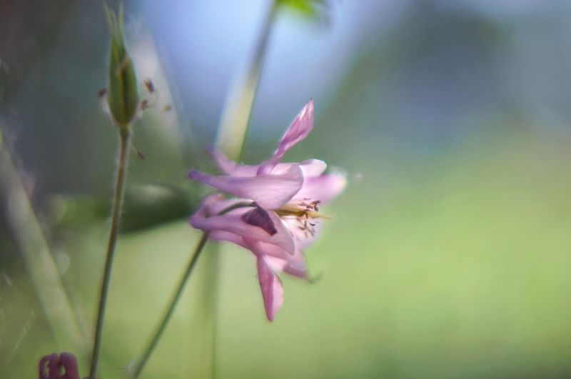 аквилегия, водосбор, май Утреннее пробуждениеphoto preview
