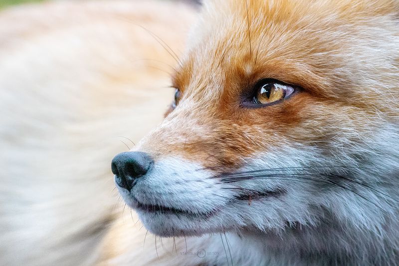 Портрет Лисыphoto preview