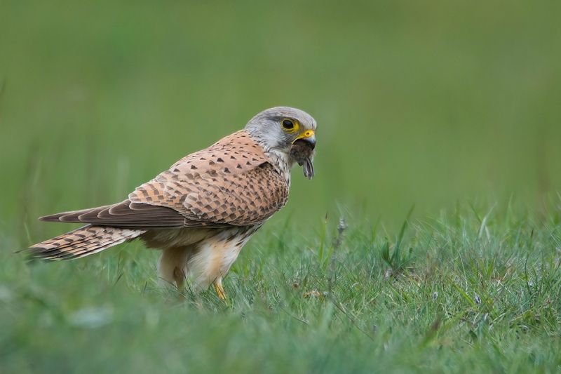 Пустельгаphoto preview