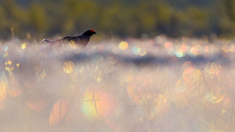 Утопающий в красоте радужного болота)photo preview