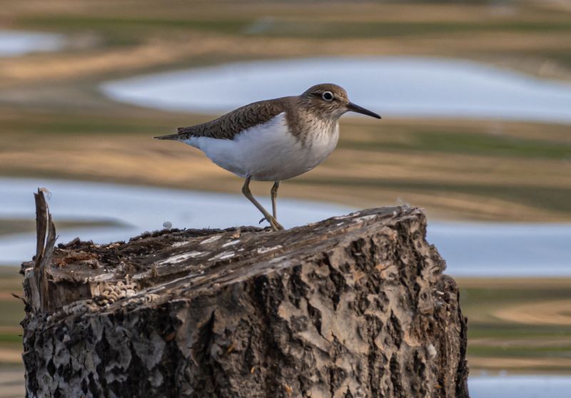 Кулик перевозчикphoto preview