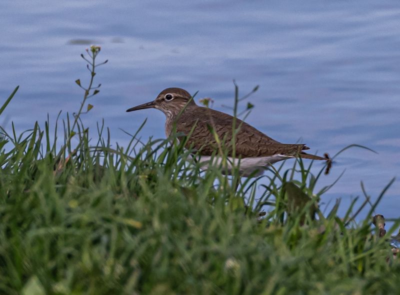 Перевозчикphoto preview
