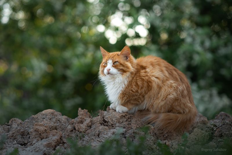 коты кошки уличные животные весна Уличные коты прекрасны фото превью