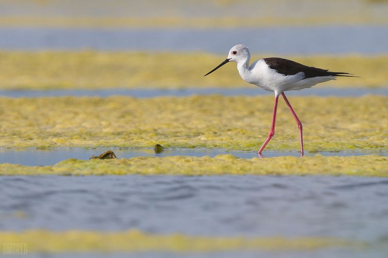 Ходулочник фото превью