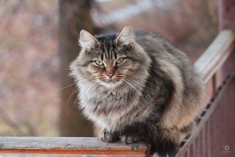 Уличный кот.photo preview