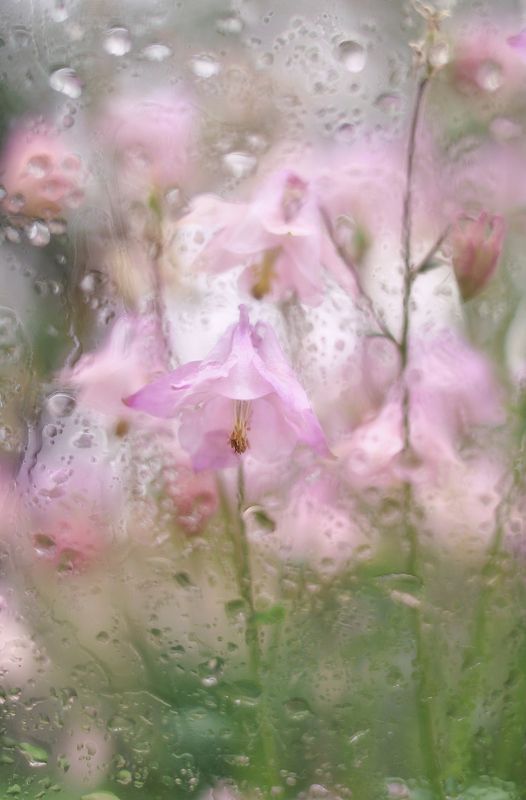 аквилегия, водосбор, дождь Дыхание нежностиphoto preview