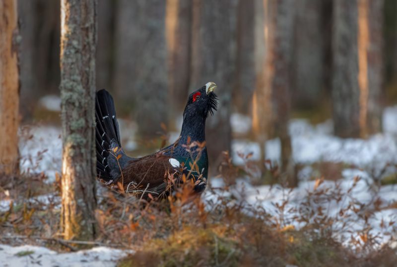 Токующий мошник.photo preview