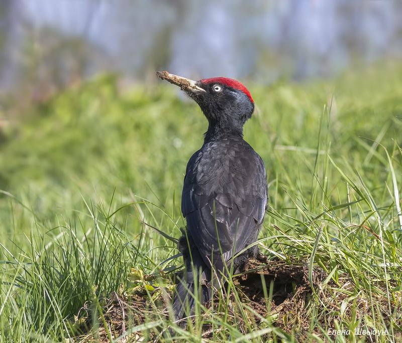 bird of prey, animal, birds, bird, animal wildlife, nature, animals in the wild, black woodpecker, желна, птицы, птица Black woodpeckerphoto preview
