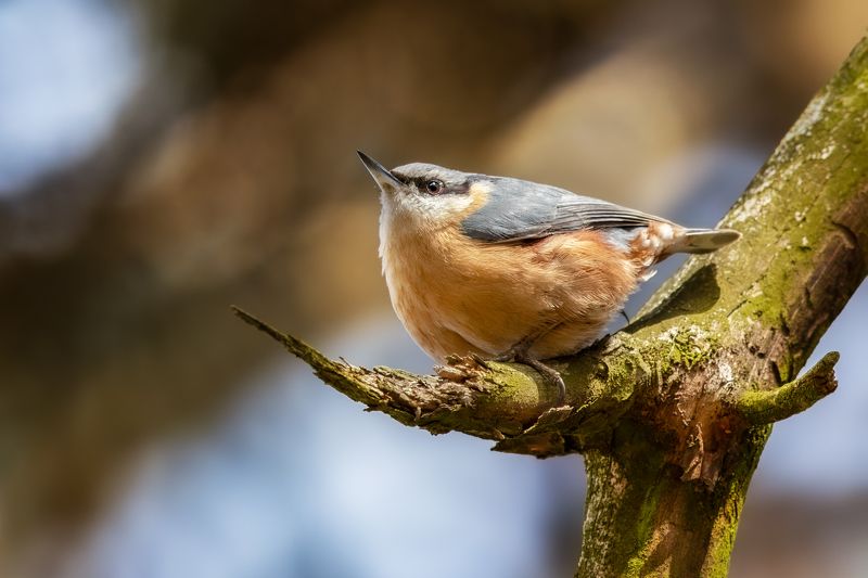 Eurasian Nuthatchphoto preview