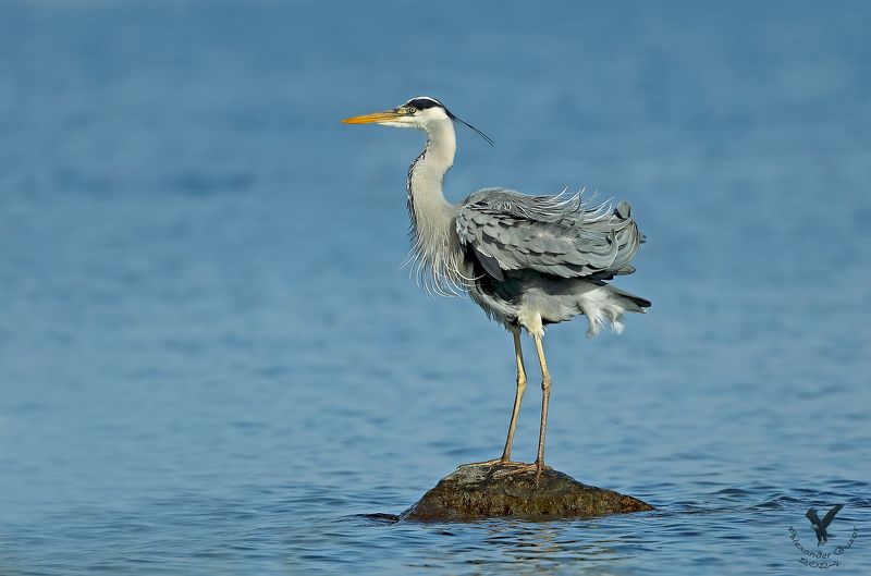 серая цапля Растрепалась на ветру.photo preview