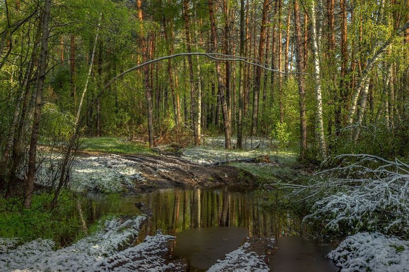 лес весна май снег ручей утро Весенние коллизии.photo preview