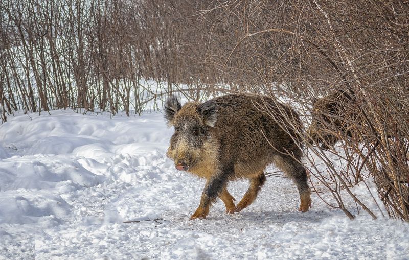 животное, кабаны, Лесное семейство.photo preview