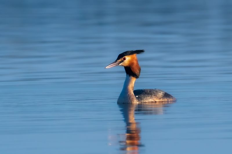 Чомга (Поганка)photo preview