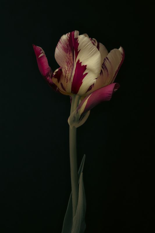 тюльпан, цветок, цветы, flower, tulip photo preview