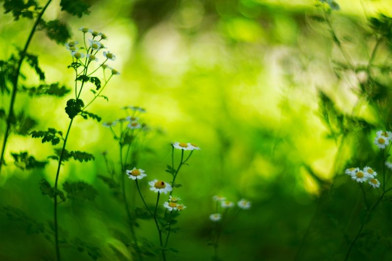 flowers,green,white,light,bokeh,nature, green фото превью