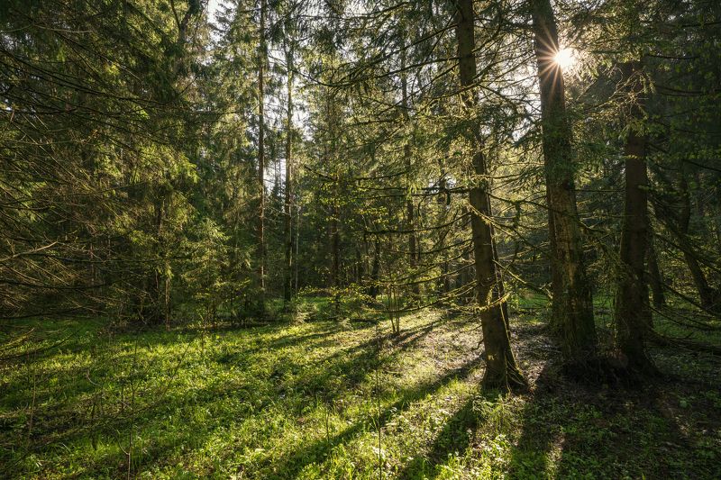 forest, tree, sunstar, light, summer, spring Morning Lightphoto preview